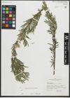 Foto von Salix repens subsp. rosmarinifolia (L.) Andersson